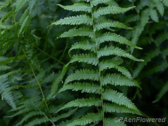 Frond